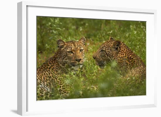 Leopards, Kruger National Park, South Africa-David Wall-Framed Photographic Print