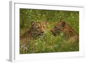 Leopards, Kruger National Park, South Africa-David Wall-Framed Photographic Print