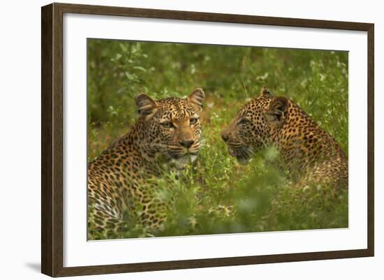 Leopards, Kruger National Park, South Africa-David Wall-Framed Photographic Print