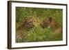 Leopards, Kruger National Park, South Africa-David Wall-Framed Photographic Print