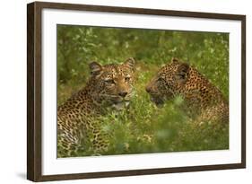 Leopards, Kruger National Park, South Africa-David Wall-Framed Photographic Print