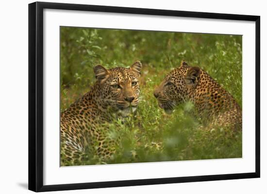 Leopards, Kruger National Park, South Africa-David Wall-Framed Photographic Print