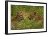 Leopards, Kruger National Park, South Africa-David Wall-Framed Photographic Print