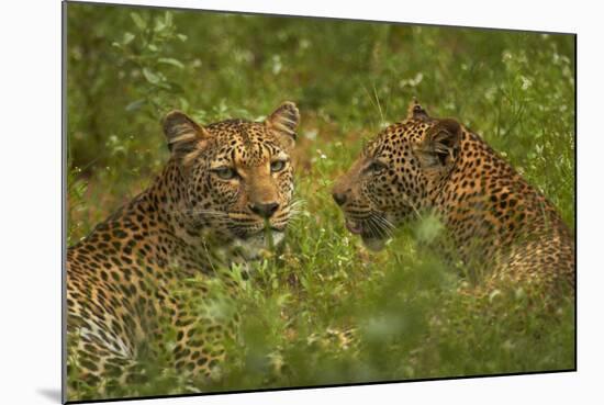 Leopards, Kruger National Park, South Africa-David Wall-Mounted Photographic Print