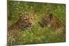 Leopards, Kruger National Park, South Africa-David Wall-Mounted Photographic Print