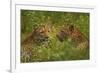 Leopards, Kruger National Park, South Africa-David Wall-Framed Photographic Print