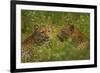 Leopards, Kruger National Park, South Africa-David Wall-Framed Photographic Print