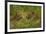 Leopards, Kruger National Park, South Africa-David Wall-Framed Photographic Print