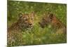 Leopards, Kruger National Park, South Africa-David Wall-Mounted Photographic Print