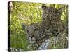 Leopards (Panthera Pardus), Masai Mara National Reserve, Kenya, East Africa, Africa-Sergio Pitamitz-Stretched Canvas