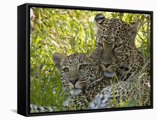 Leopards (Panthera Pardus), Masai Mara National Reserve, Kenya, East Africa, Africa-Sergio Pitamitz-Framed Stretched Canvas