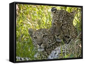 Leopards (Panthera Pardus), Masai Mara National Reserve, Kenya, East Africa, Africa-Sergio Pitamitz-Framed Stretched Canvas