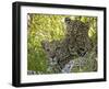 Leopards (Panthera Pardus), Masai Mara National Reserve, Kenya, East Africa, Africa-Sergio Pitamitz-Framed Photographic Print