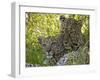 Leopards (Panthera Pardus), Masai Mara National Reserve, Kenya, East Africa, Africa-Sergio Pitamitz-Framed Photographic Print