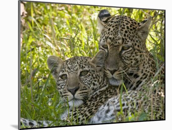 Leopards (Panthera Pardus), Masai Mara National Reserve, Kenya, East Africa, Africa-Sergio Pitamitz-Mounted Photographic Print