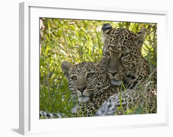 Leopards (Panthera Pardus), Masai Mara National Reserve, Kenya, East Africa, Africa-Sergio Pitamitz-Framed Photographic Print