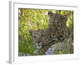 Leopards (Panthera Pardus), Masai Mara National Reserve, Kenya, East Africa, Africa-Sergio Pitamitz-Framed Photographic Print