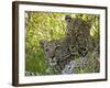 Leopards (Panthera Pardus), Masai Mara National Reserve, Kenya, East Africa, Africa-Sergio Pitamitz-Framed Photographic Print