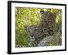 Leopards (Panthera Pardus), Masai Mara National Reserve, Kenya, East Africa, Africa-Sergio Pitamitz-Framed Photographic Print