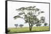 Leopards Sitting in a Yellow Acacia Tree, Ngorongoro Area, Tanzania-James Heupel-Framed Stretched Canvas