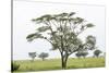 Leopards Sitting in a Yellow Acacia Tree, Ngorongoro Area, Tanzania-James Heupel-Stretched Canvas