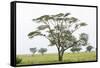 Leopards Sitting in a Yellow Acacia Tree, Ngorongoro Area, Tanzania-James Heupel-Framed Stretched Canvas