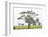 Leopards Sitting in a Yellow Acacia Tree, Ngorongoro Area, Tanzania-James Heupel-Framed Photographic Print