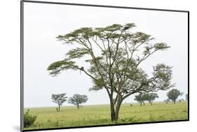 Leopards Sitting in a Yellow Acacia Tree, Ngorongoro Area, Tanzania-James Heupel-Mounted Photographic Print