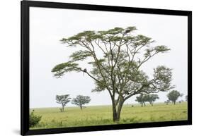 Leopards Sitting in a Yellow Acacia Tree, Ngorongoro Area, Tanzania-James Heupel-Framed Photographic Print