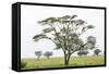 Leopards Sitting in a Yellow Acacia Tree, Ngorongoro Area, Tanzania-James Heupel-Framed Stretched Canvas