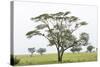 Leopards Sitting in a Yellow Acacia Tree, Ngorongoro Area, Tanzania-James Heupel-Stretched Canvas