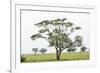 Leopards Sitting in a Yellow Acacia Tree, Ngorongoro Area, Tanzania-James Heupel-Framed Photographic Print