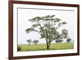 Leopards Sitting in a Yellow Acacia Tree, Ngorongoro Area, Tanzania-James Heupel-Framed Photographic Print