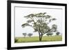 Leopards Sitting in a Yellow Acacia Tree, Ngorongoro Area, Tanzania-James Heupel-Framed Photographic Print