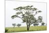 Leopards Sitting in a Yellow Acacia Tree, Ngorongoro Area, Tanzania-James Heupel-Mounted Photographic Print