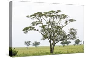 Leopards Sitting in a Yellow Acacia Tree, Ngorongoro Area, Tanzania-James Heupel-Stretched Canvas