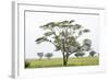 Leopards Sitting in a Yellow Acacia Tree, Ngorongoro Area, Tanzania-James Heupel-Framed Photographic Print