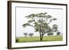 Leopards Sitting in a Yellow Acacia Tree, Ngorongoro Area, Tanzania-James Heupel-Framed Photographic Print