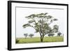 Leopards Sitting in a Yellow Acacia Tree, Ngorongoro Area, Tanzania-James Heupel-Framed Photographic Print