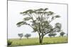 Leopards Sitting in a Yellow Acacia Tree, Ngorongoro Area, Tanzania-James Heupel-Mounted Photographic Print