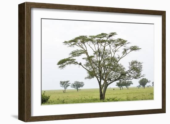 Leopards Sitting in a Yellow Acacia Tree, Ngorongoro Area, Tanzania-James Heupel-Framed Photographic Print