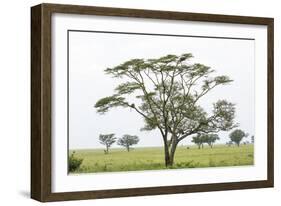 Leopards Sitting in a Yellow Acacia Tree, Ngorongoro Area, Tanzania-James Heupel-Framed Photographic Print
