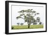 Leopards Sitting in a Yellow Acacia Tree, Ngorongoro Area, Tanzania-James Heupel-Framed Photographic Print