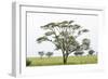 Leopards Sitting in a Yellow Acacia Tree, Ngorongoro Area, Tanzania-James Heupel-Framed Photographic Print