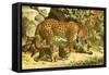 Leopards-English School-Framed Stretched Canvas