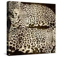 Leopards-Darren Davison-Stretched Canvas