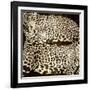 Leopards-Darren Davison-Framed Art Print