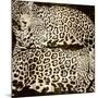 Leopards-Darren Davison-Mounted Art Print