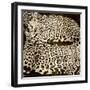 Leopards-Darren Davison-Framed Art Print