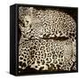 Leopards-Darren Davison-Framed Stretched Canvas